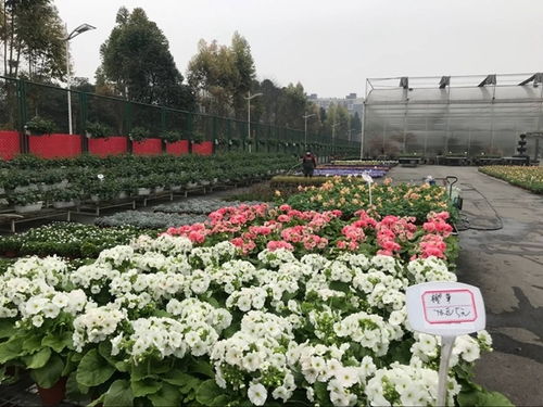 溫江花卉產業復蘇與中草藥科技咨詢的雙重奏 春回大地，科技賦能